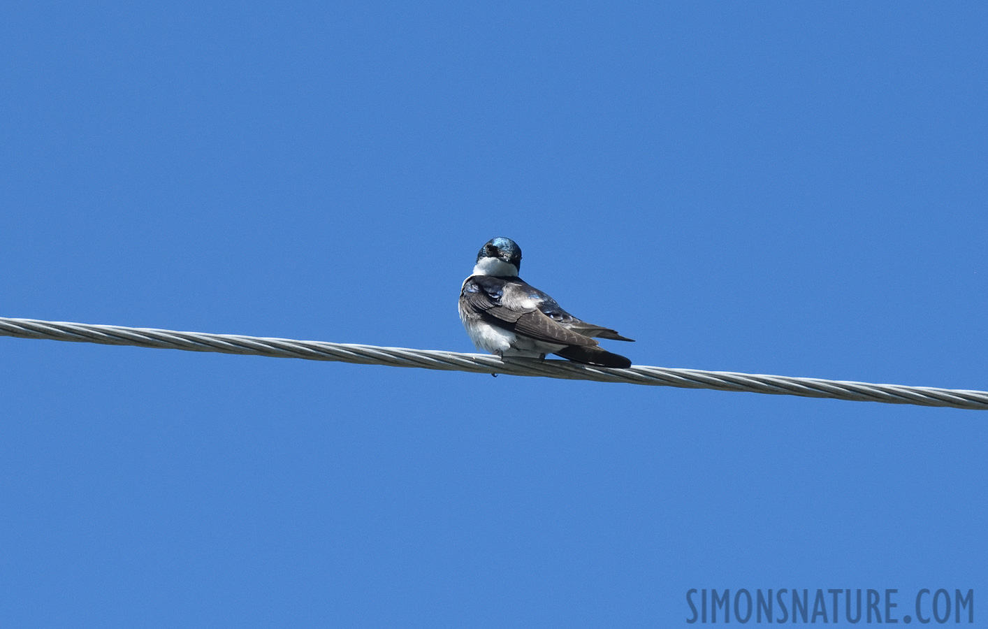 Tachycineta bicolor [400 mm, 1/5000 sec at f / 8.0, ISO 1600]